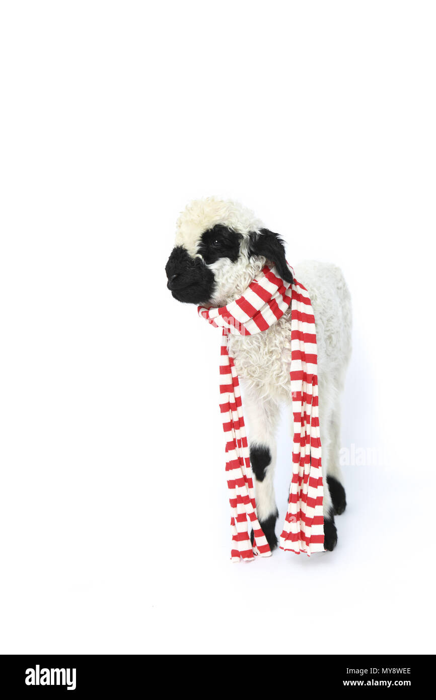Domestic sheep. Lamb (6 days old) standing, wearing a red-and-white muffler. Studio picture against a white background. Germany Stock Photo