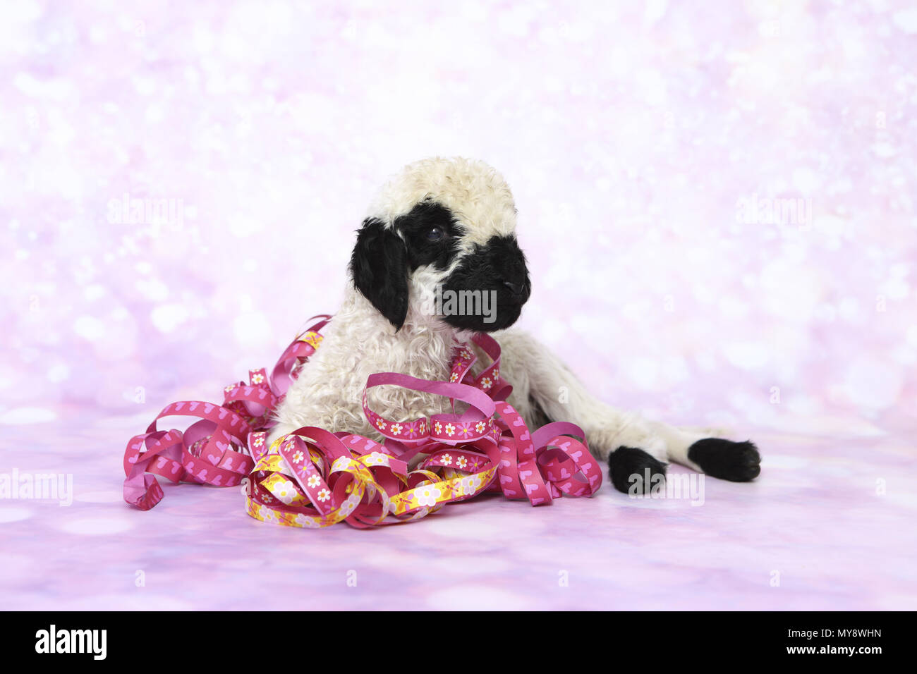 Valais Blacknose Sheep. Lamb (6 days old) lying, entangled in paper streamers. Studio picture against a pink background. Germany Stock Photo