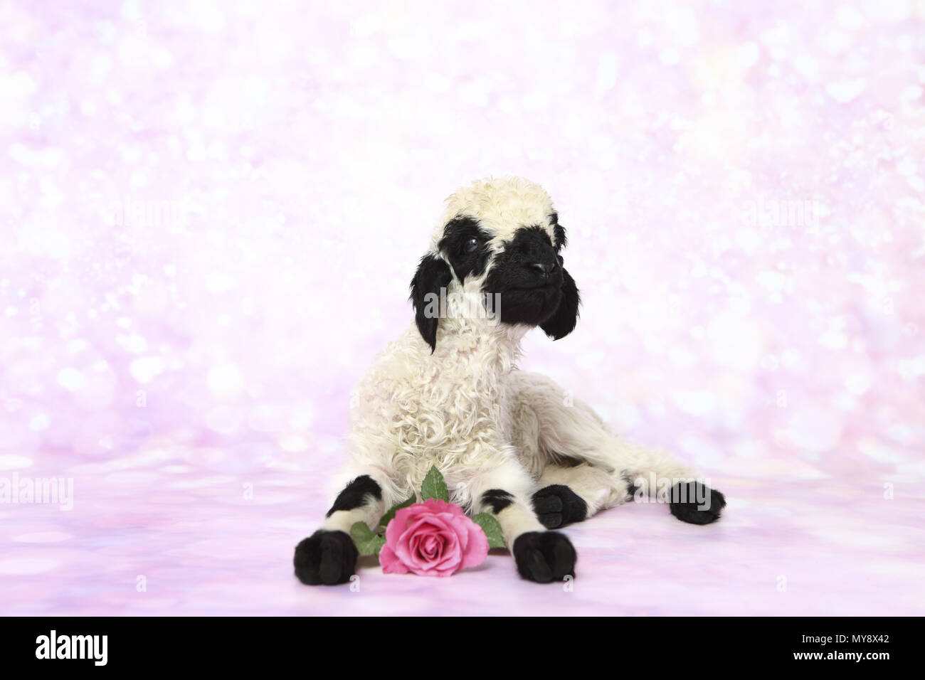 Valais Blacknose Sheep. Lamb (6 days old) lying next to a pink rose. Studio picture against a pink background. Germany Stock Photo