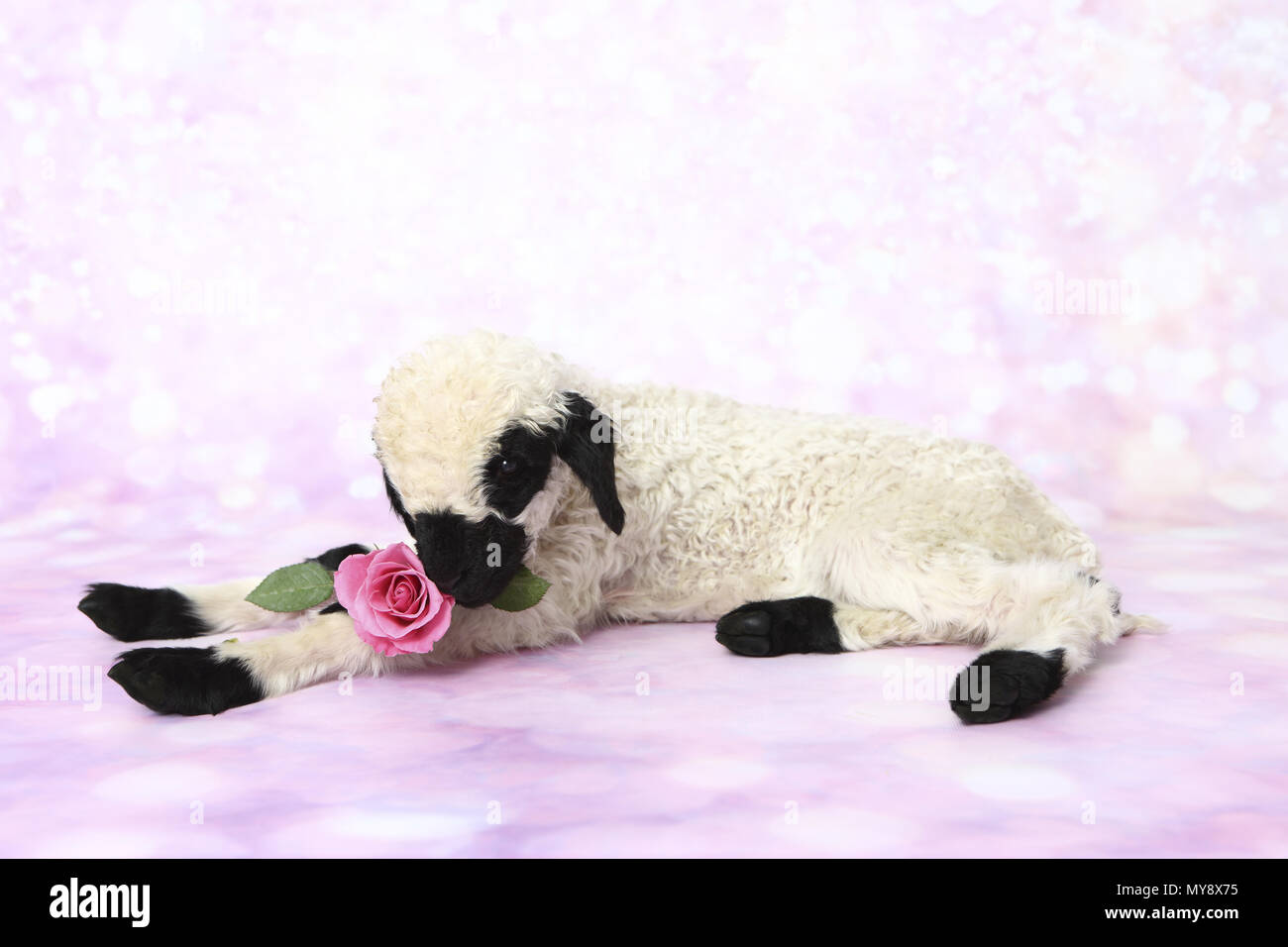 Valais Blacknose Sheep. Lamb (6 days old) lying next to a pink rose. Studio picture against a pink background. Germany Stock Photo