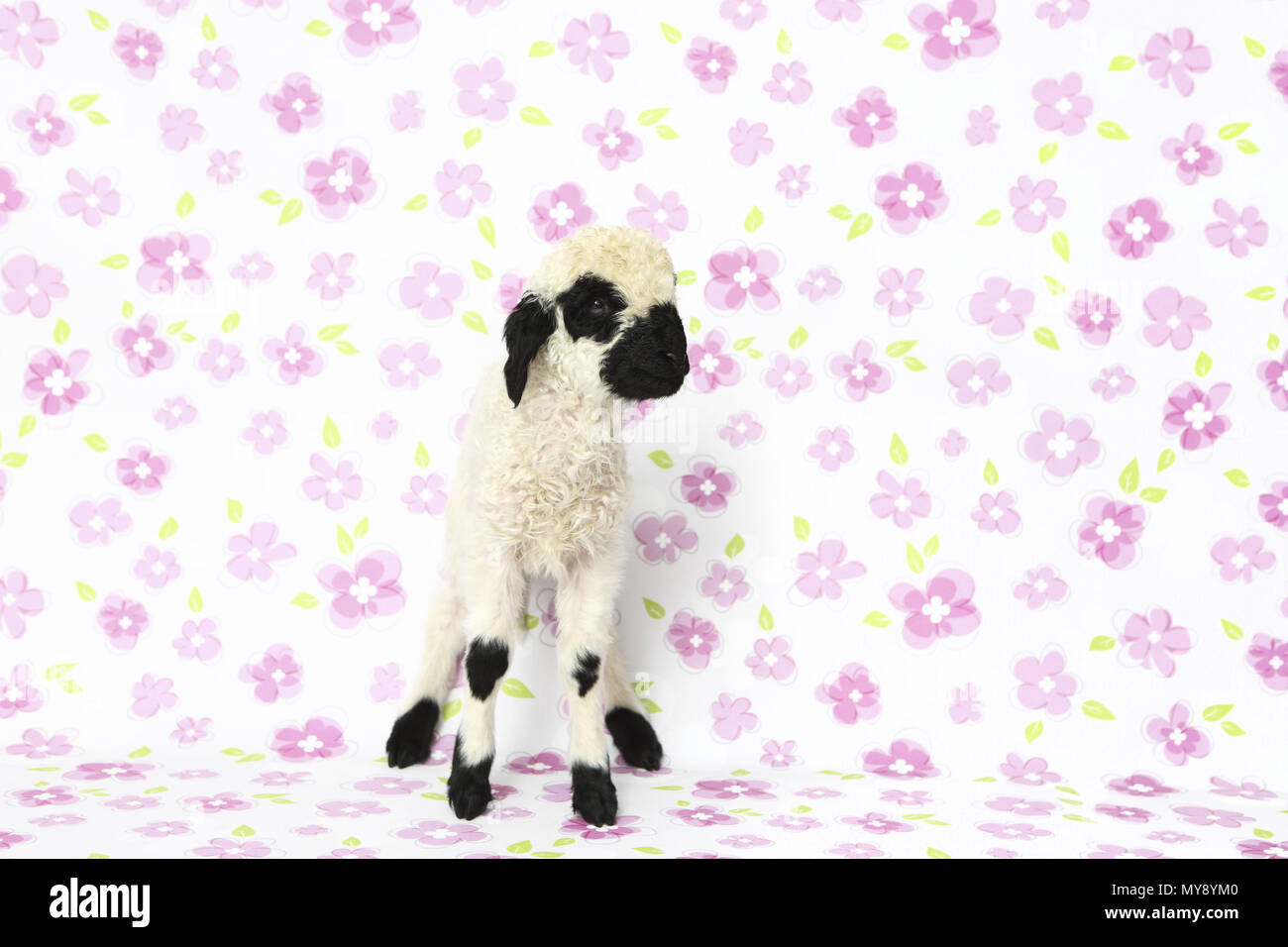 Valais Blacknose Sheep. Lamb (6 days old) standing. Studio picture against a white background with flowers. Germany Stock Photo