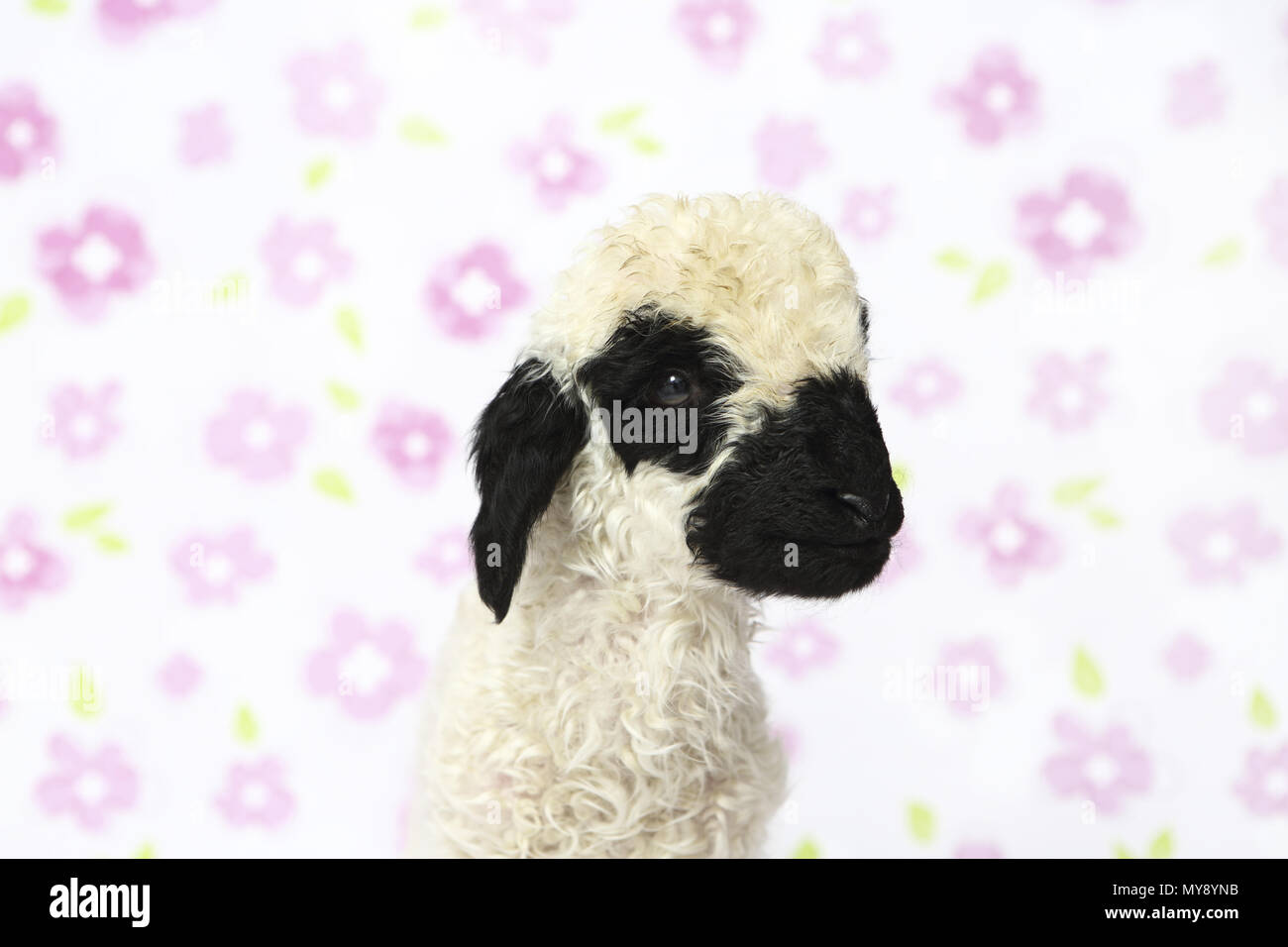 Valais Blacknose Sheep. Portrait of a lamb (6 days old). Studio picture against a white background with flowers. Germany Stock Photo