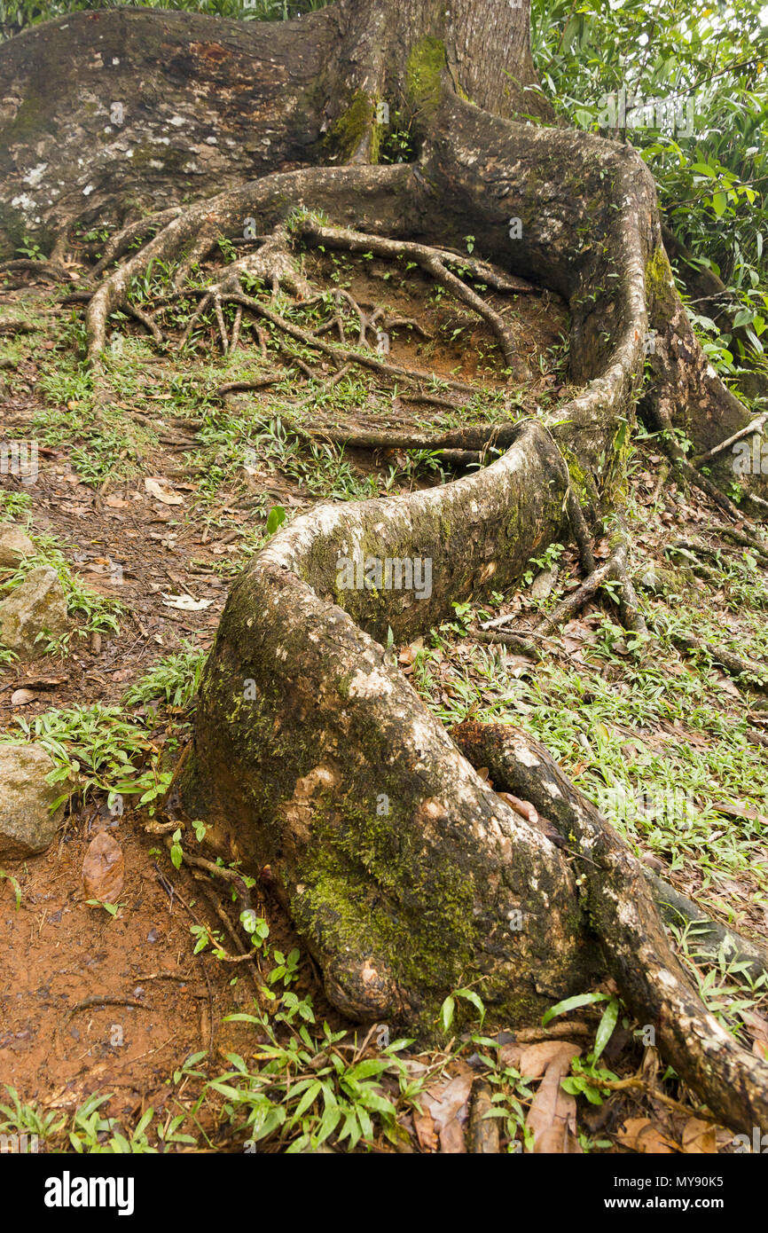 Honduran Mahogany, Bigleaf Mahogany (Swietenia macrophylla), buttress root. Seychelles Stock Photo