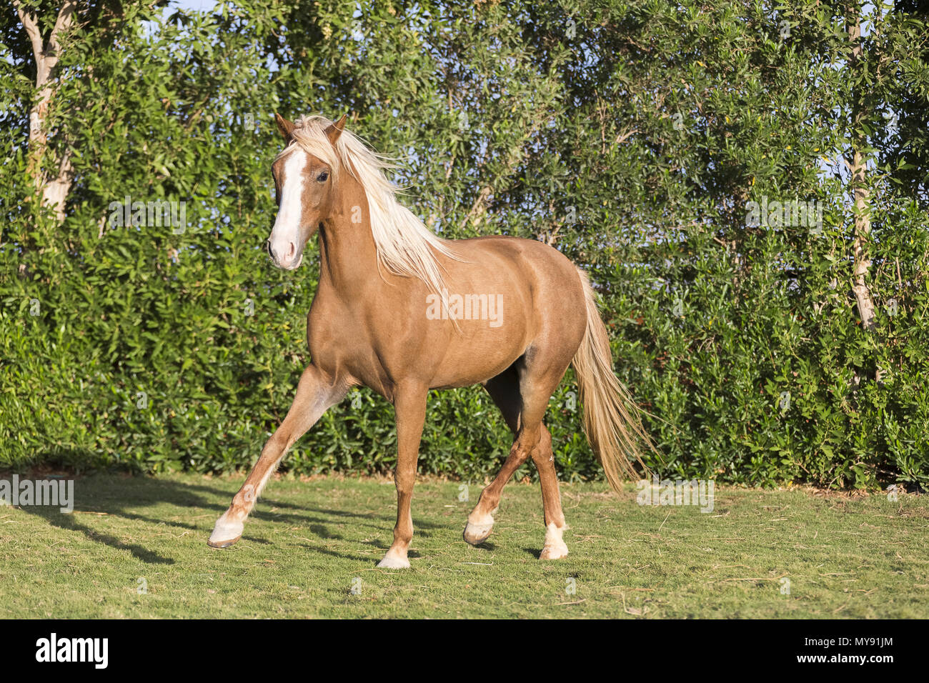 Welsh Pony. Chestnut mare trotting on a lawn. Egypt Stock Photo