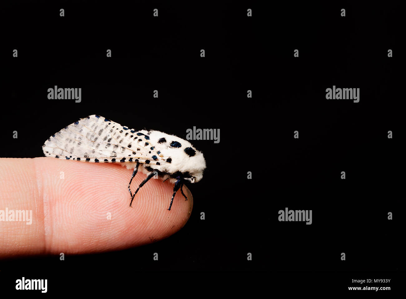 Wood leopard moth Zeuzera pyrina isolated on a white background Stock Photo