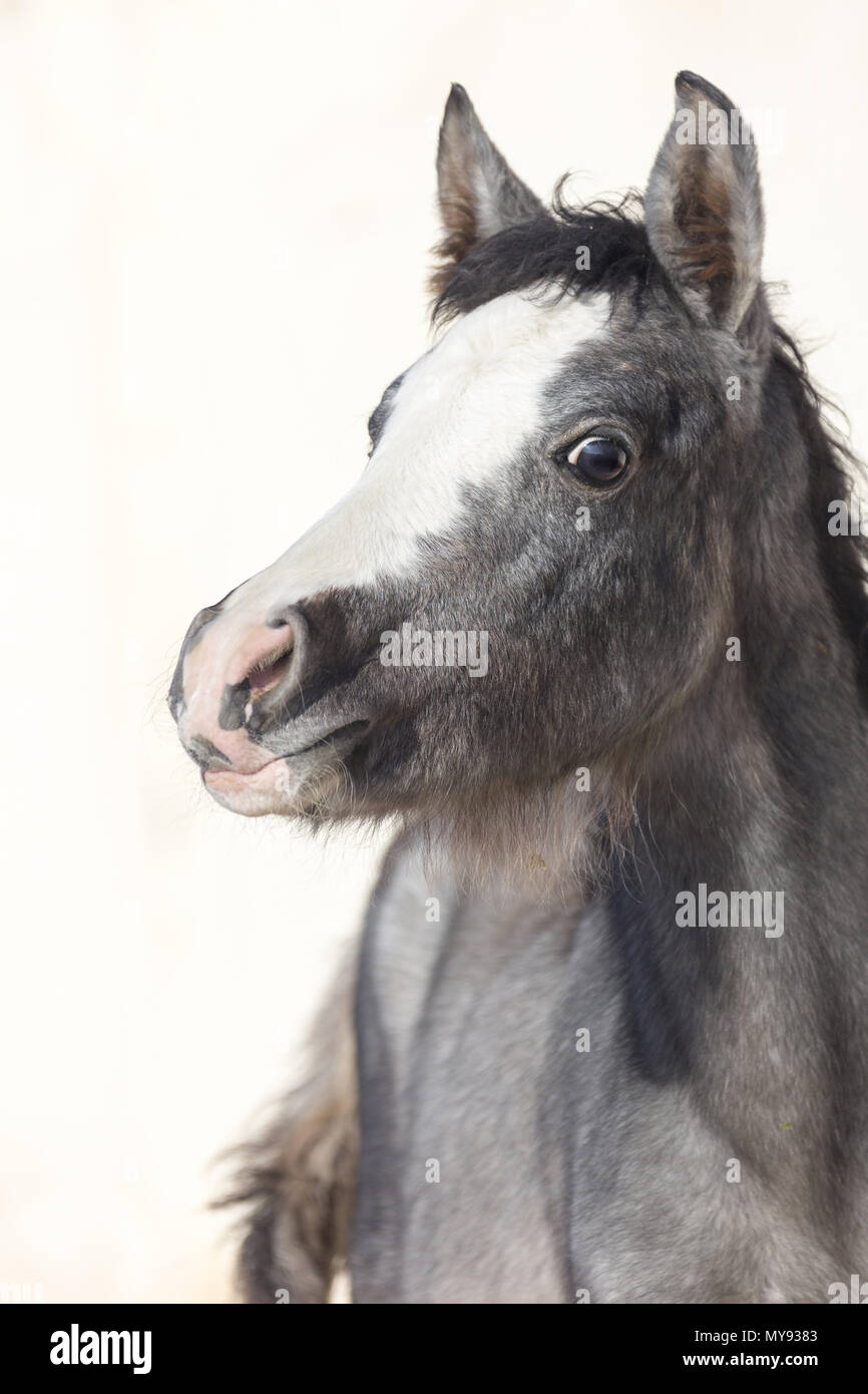 Barb Horse. Portrait of filly-foal. Egypt Stock Photo