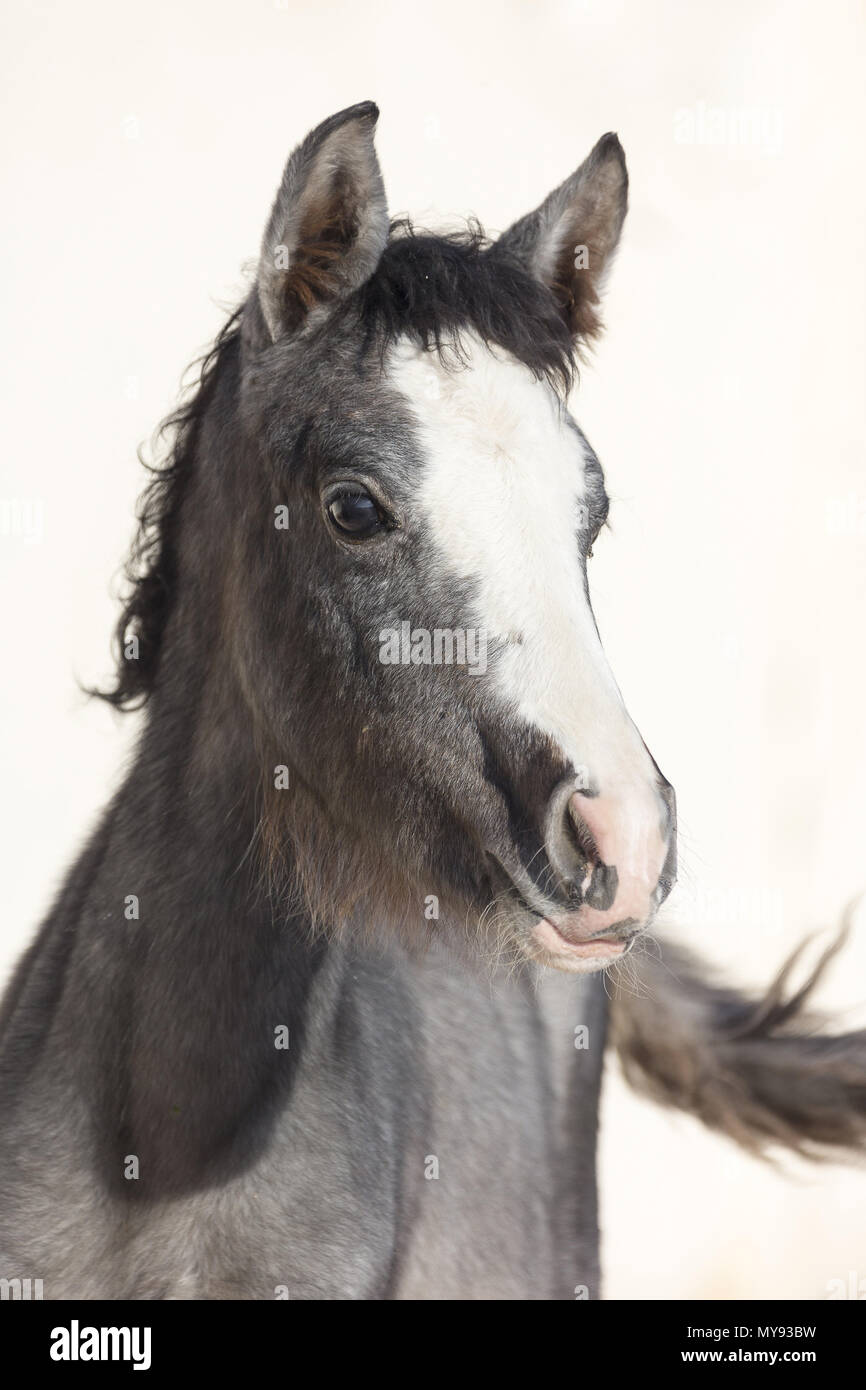 Barb Horse. Portrait of filly-foal. Egypt Stock Photo