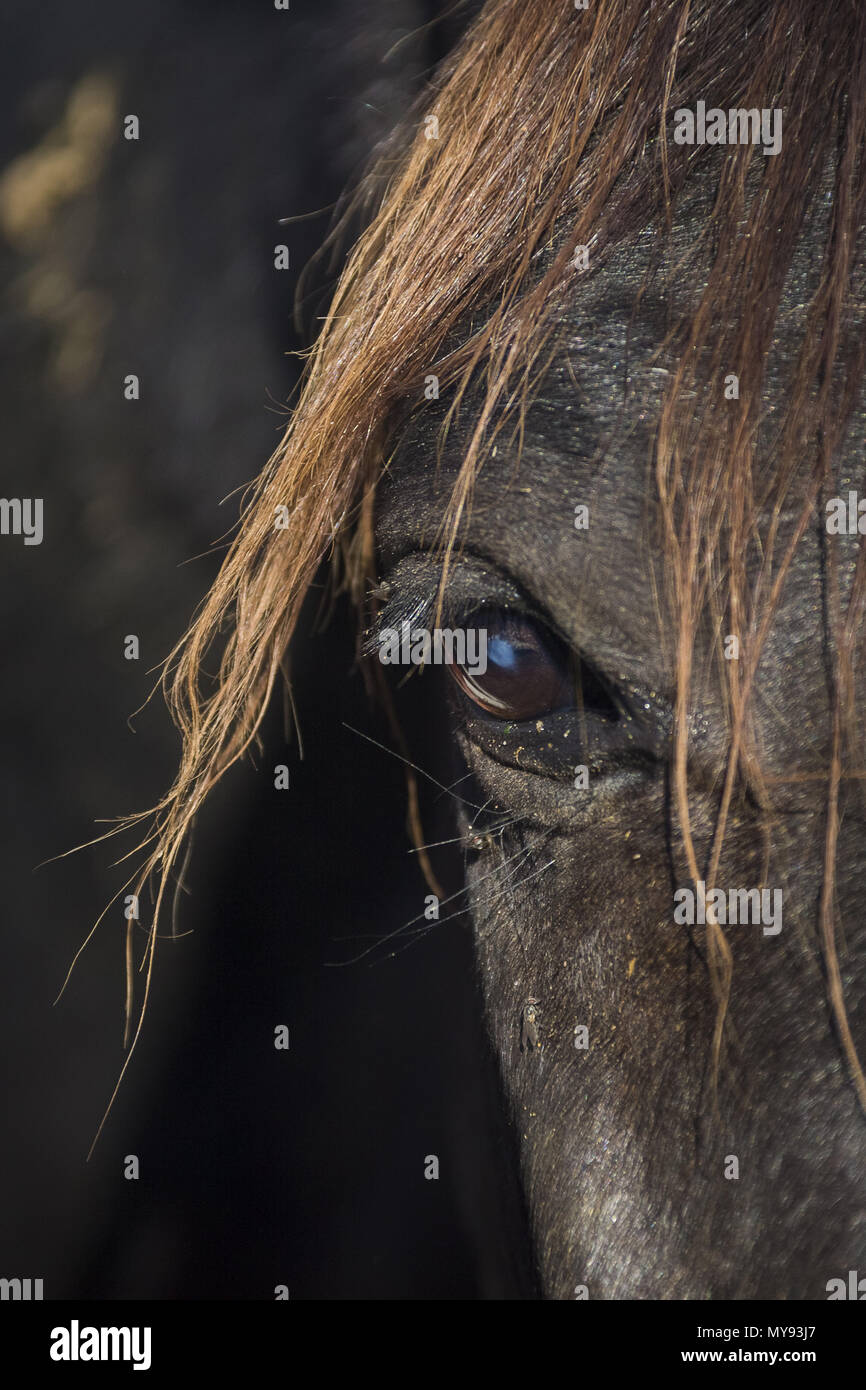 Arabian Horse. Close-up of eye of a blind horse. Egypt Stock Photo