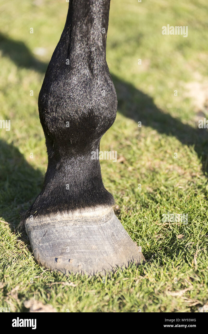 Domestic Horse. Leg of a mare with Osteoarthritis. Egypt Stock Photo
