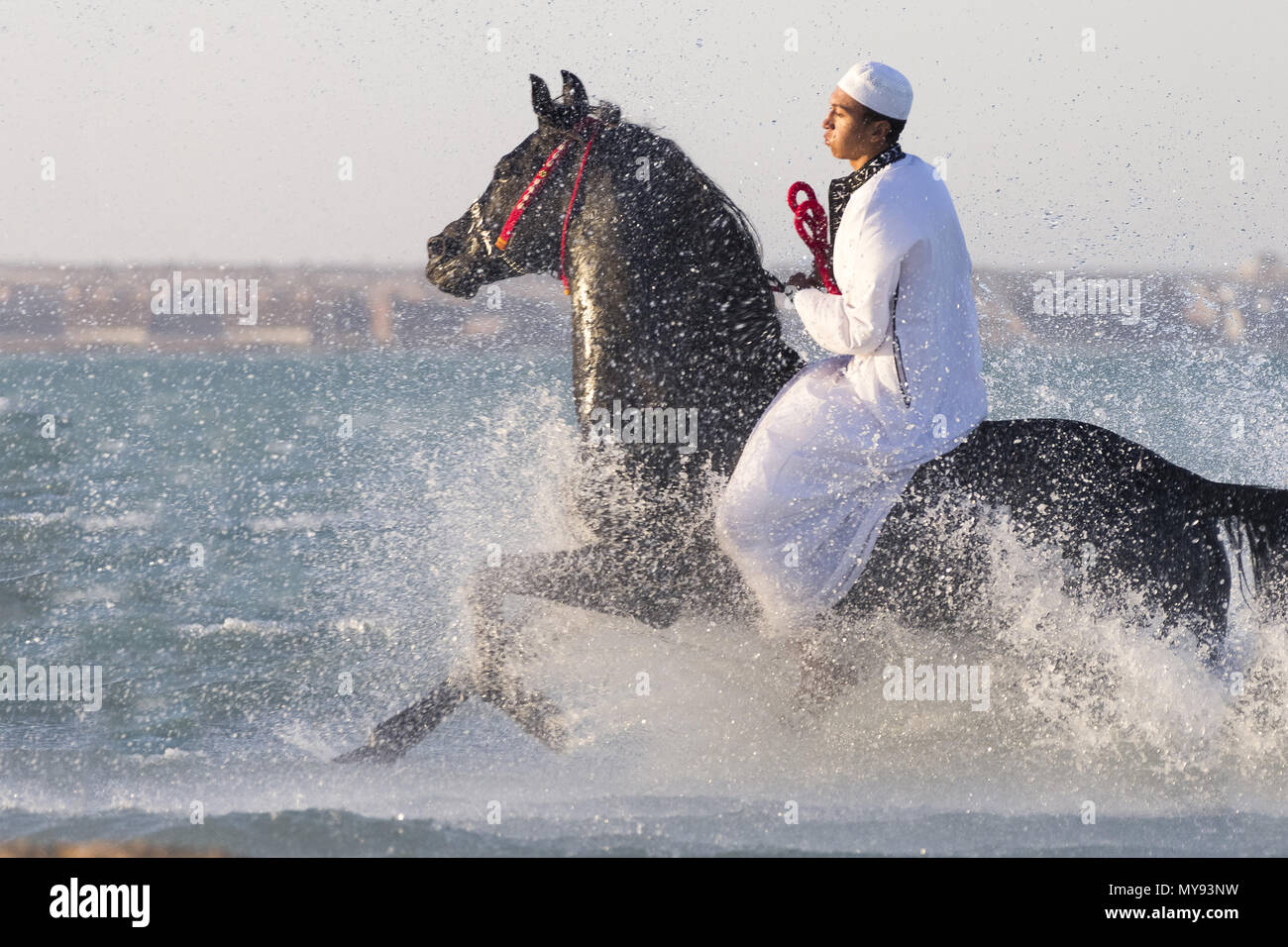 Arabian Horse. Rider on black stallion galloping in shallow water. Egypt Stock Photo