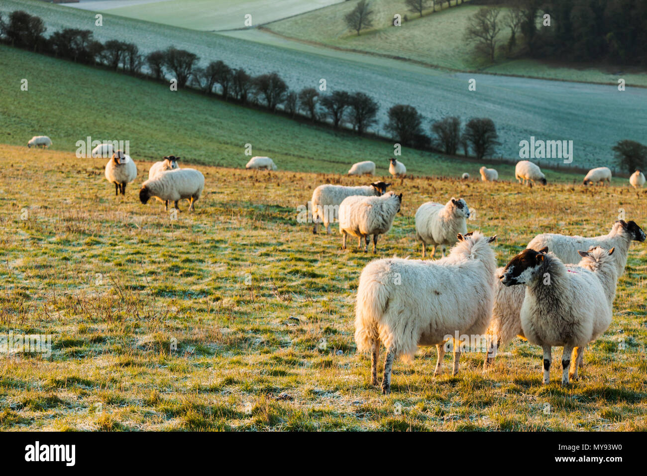 Sheep grazing in South Downs National Park on a winter morning, East Sussex, England. Stock Photo