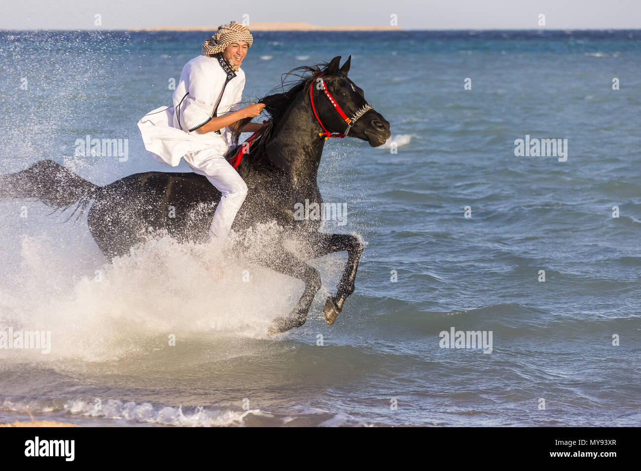 Arabian Horse. Rider on black stallion galloping in shallow water. Egypt Stock Photo
