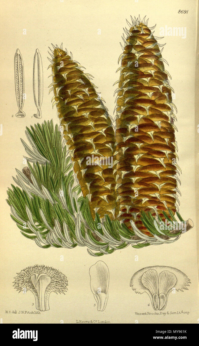 . Abies cephalonica, Pinaceae . 1916. M.S. del., J.N.Fitch lith. 21 Abies cephalonica 142-8691 Stock Photo