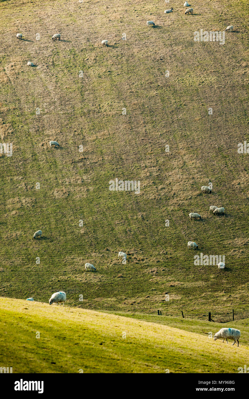 Sheep grazing in South Downs National Park, East Sussex, England Stock