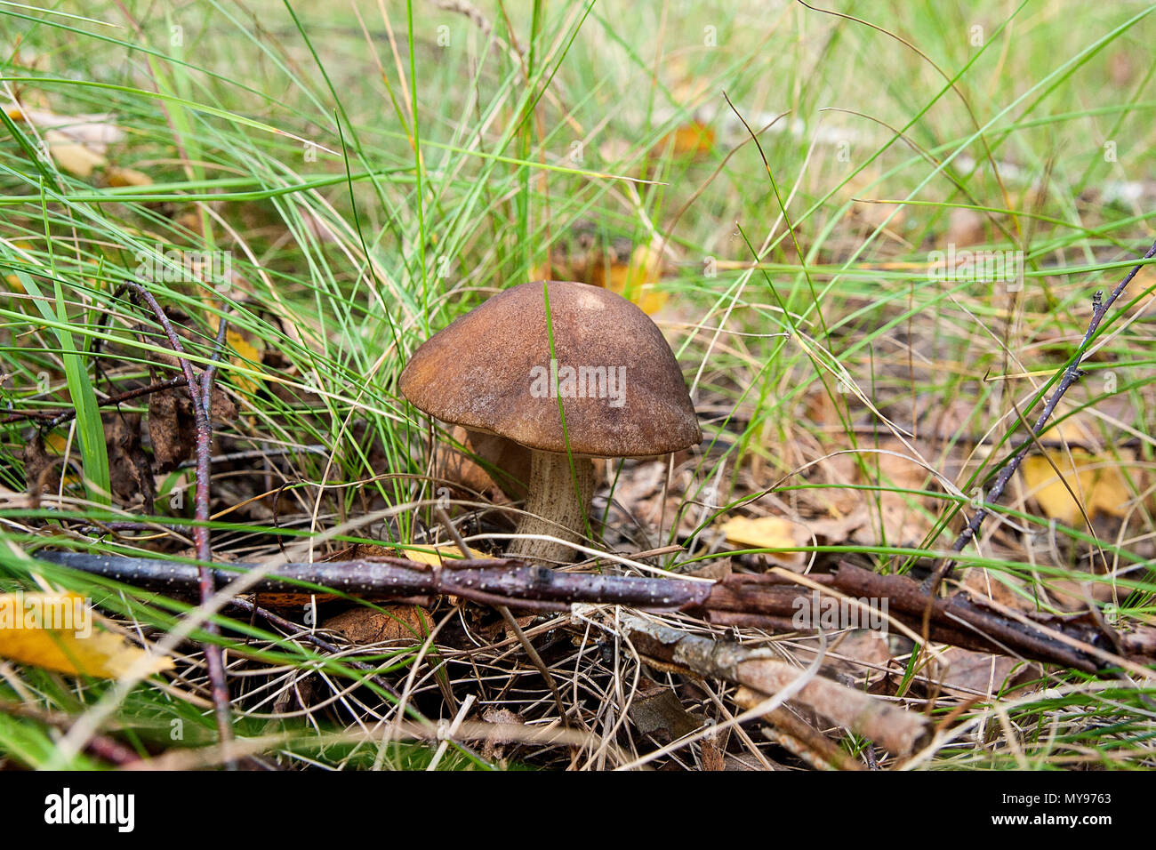Фото Грибов Омской Области