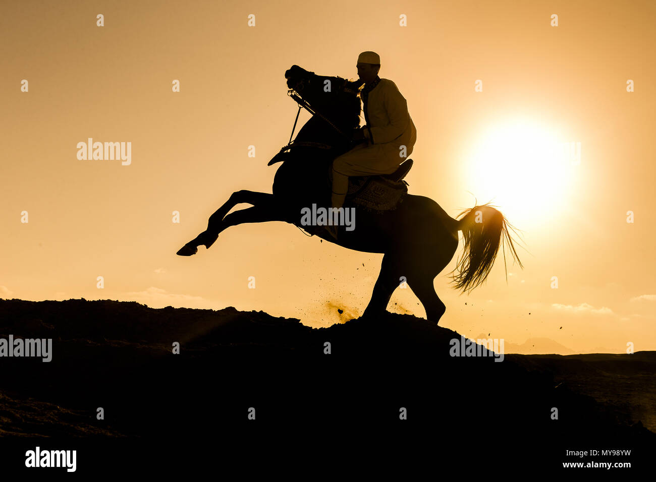 Arabian Horse. Rider on black stallion galloping in the desert, silhouetted against the setting sun. Egypt Stock Photo
