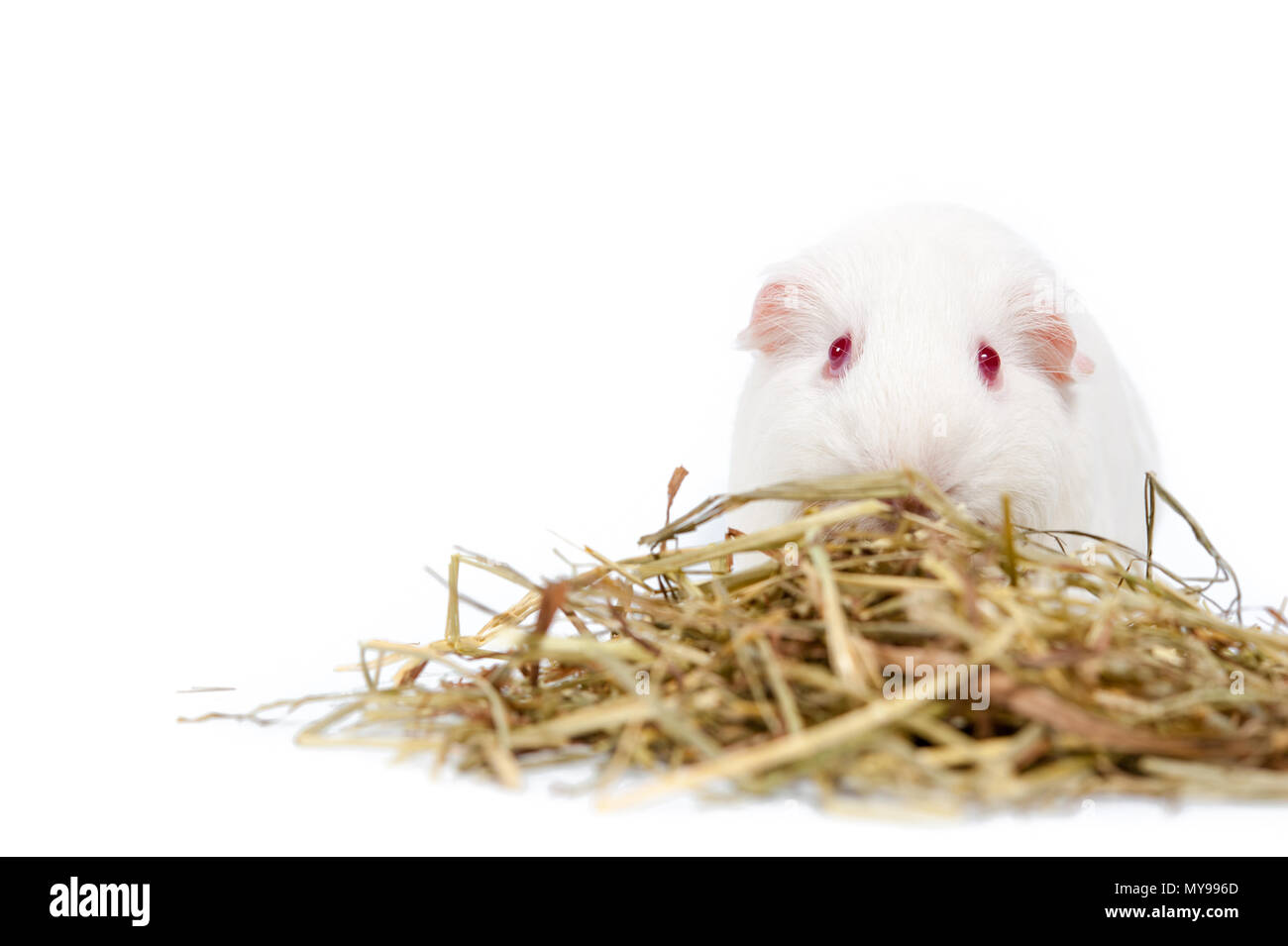 Hay For Rats white rat with hay isolated Stock Photo - Alamy