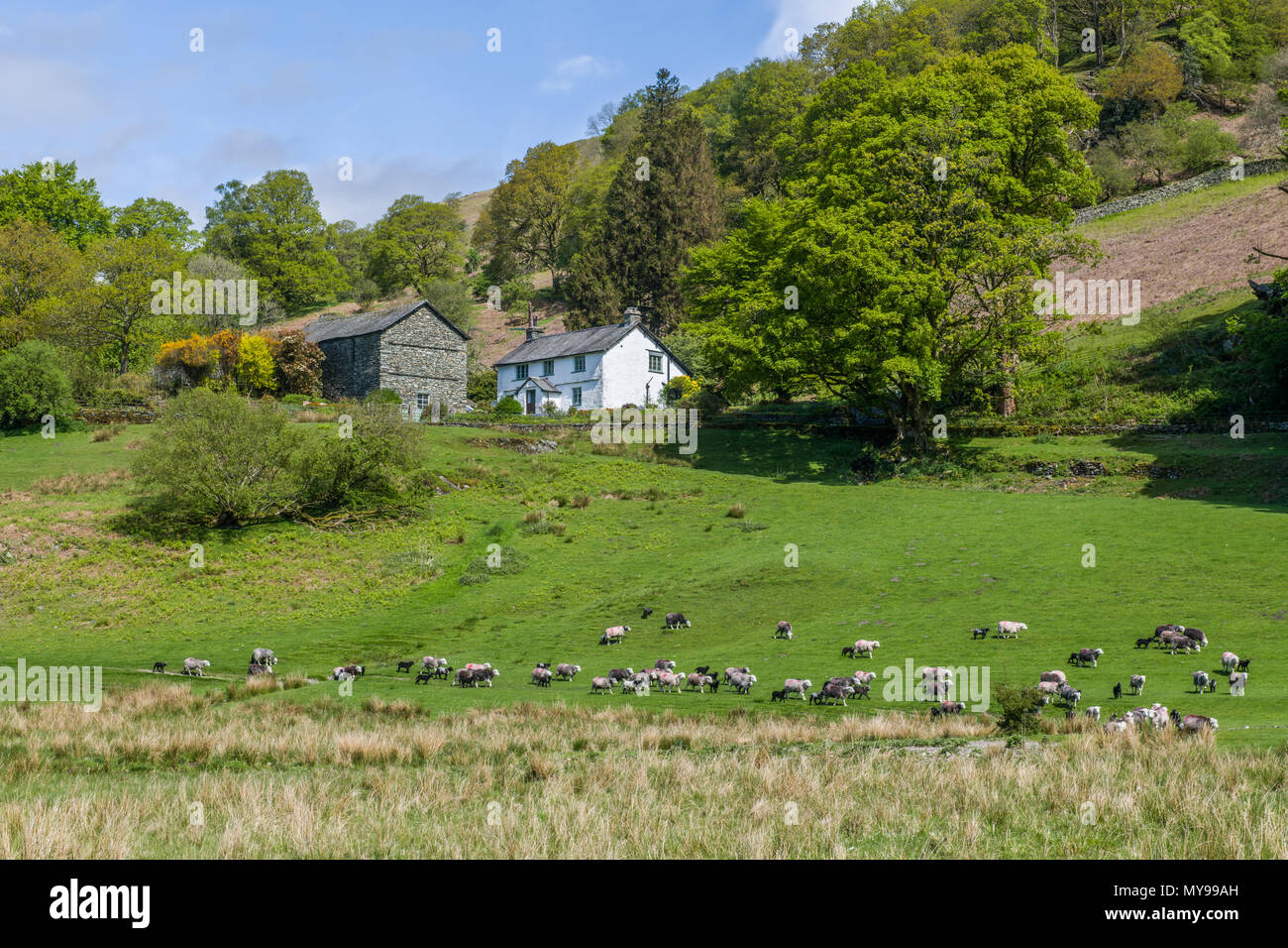 Fields by Loughrigg Tarn with a flock of Herdwick Sheep Lake District Stock Photo
