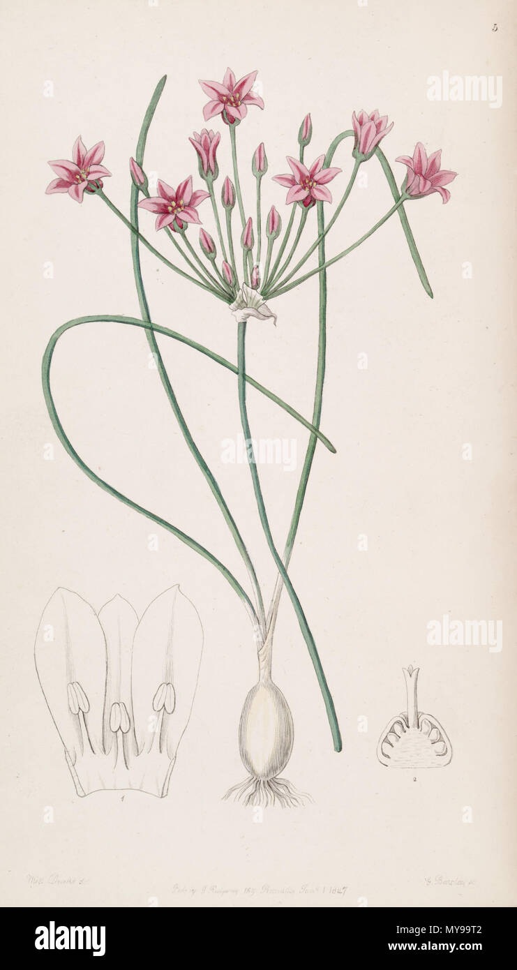 1847 medicinal plants taxonomy hi-res stock photography and images - Alamy