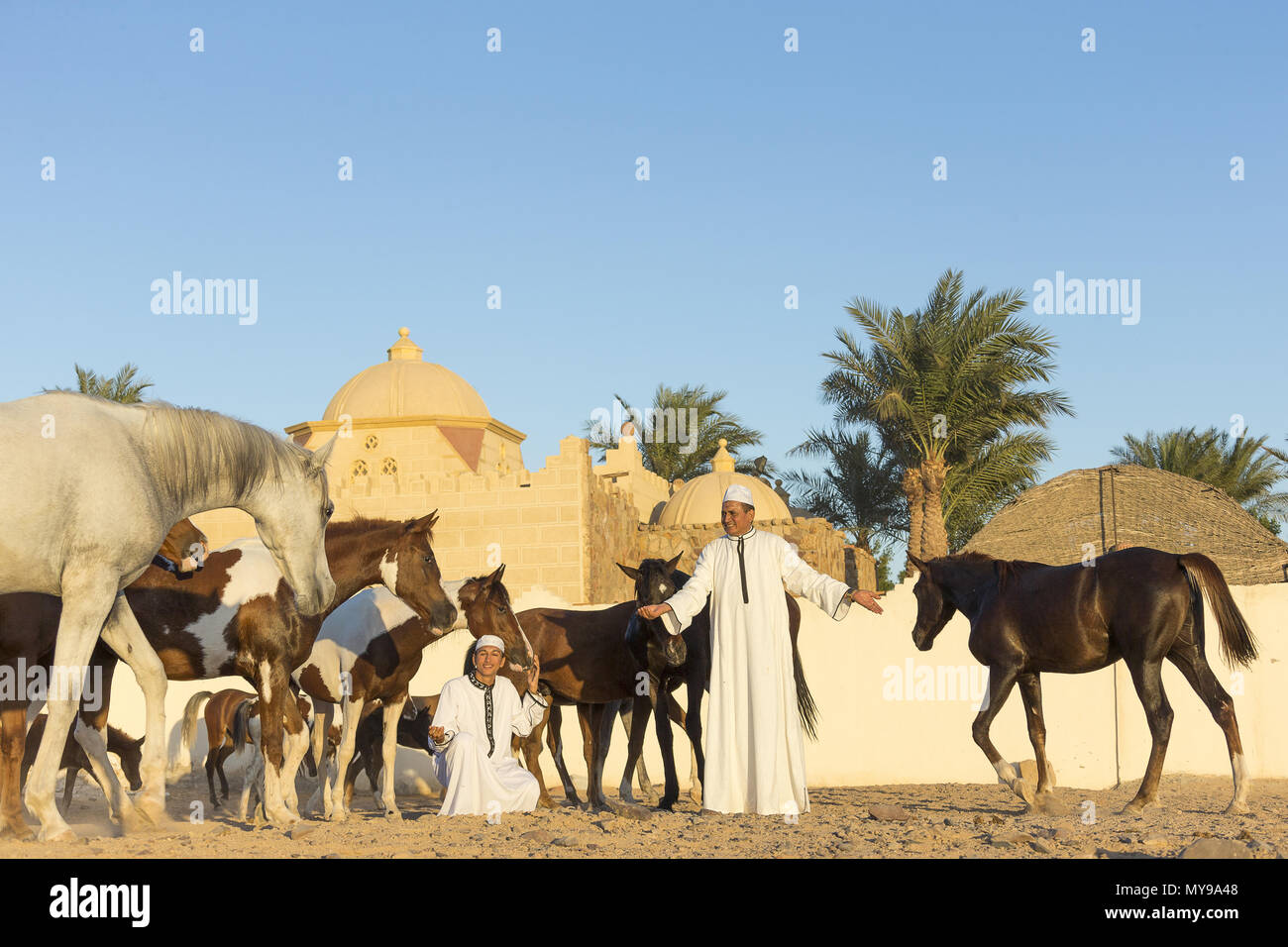 Arabian Horse. Two locals with their horses in front of a building. Egypt Stock Photo