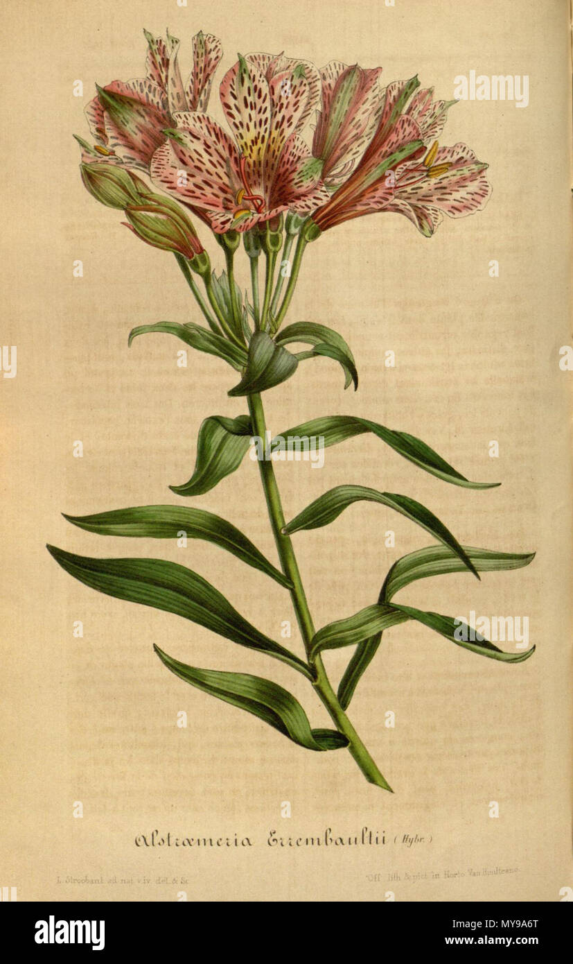 . English: Alstroemeria × erembouldtii . 4 November 2014, 04:51:57. Lemaire 35 Alstroemeria errembaulti Lem., Fl. Serres Jard. Eur. 3. 262. 1847. Stock Photo