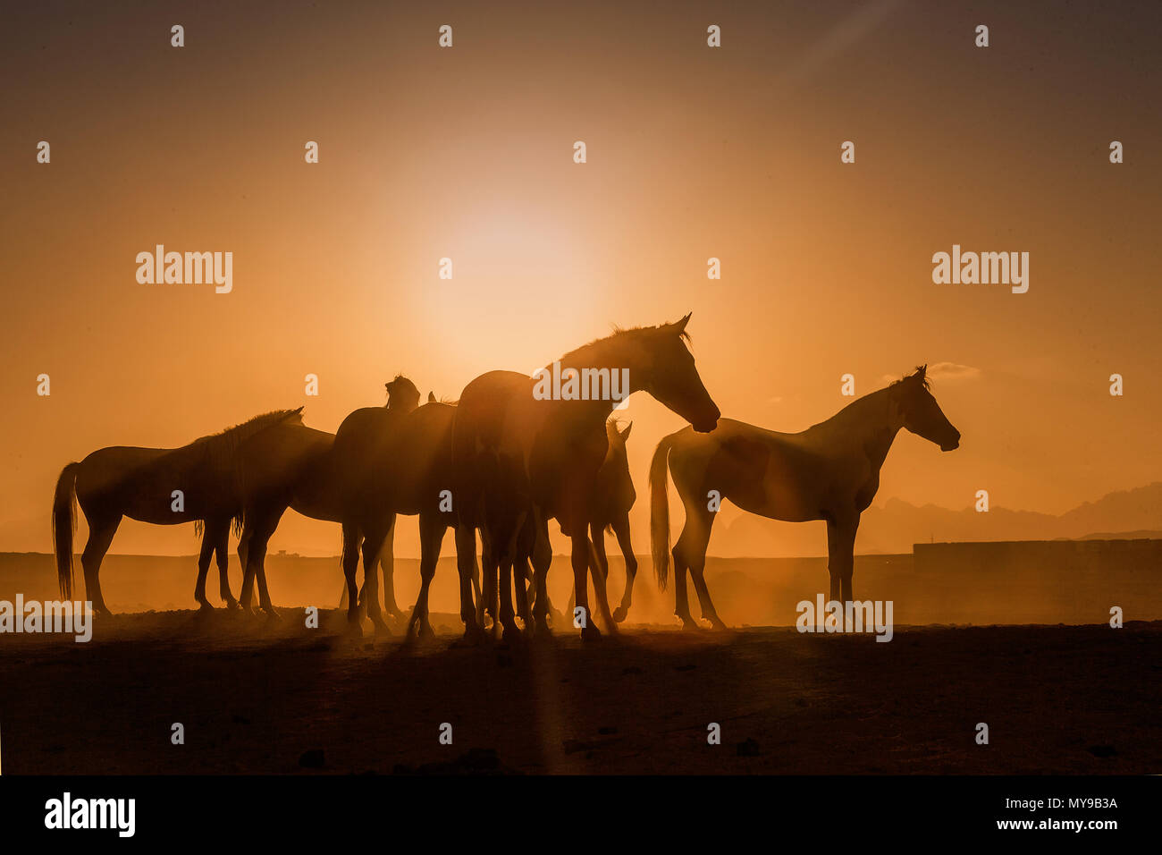 Arabian Horse. Group of juvenile mares standing in the desert, silhouetted against the setting sun. Egypt Stock Photo