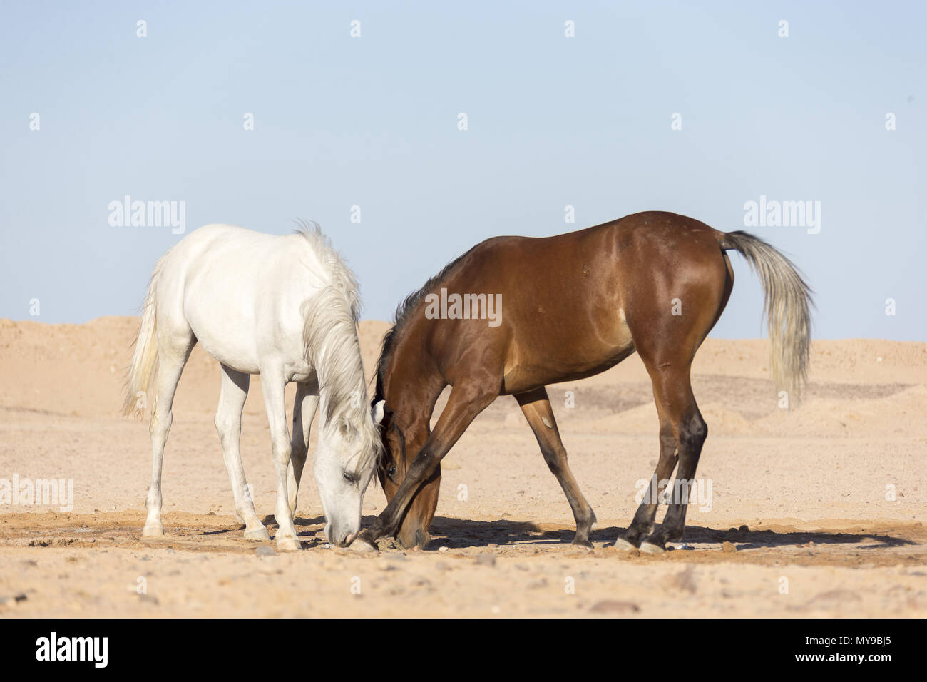 Arabian Horse Bay And Gray Juvenile Mare Standing In The Desert Eating Titbit Egypt Stock Photo Alamy