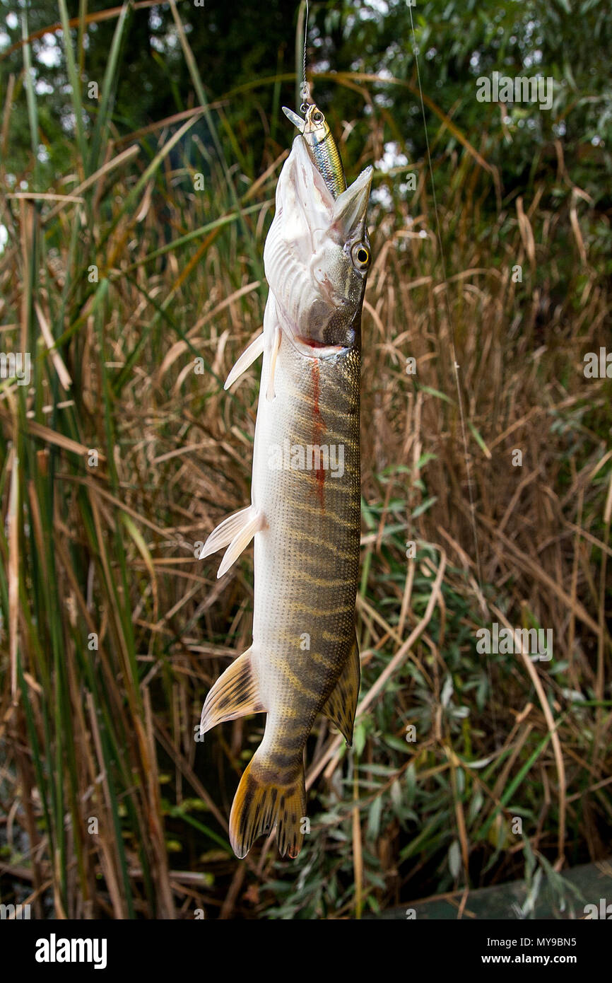 Pike fishing hi-res stock photography and images - Page 12 - Alamy