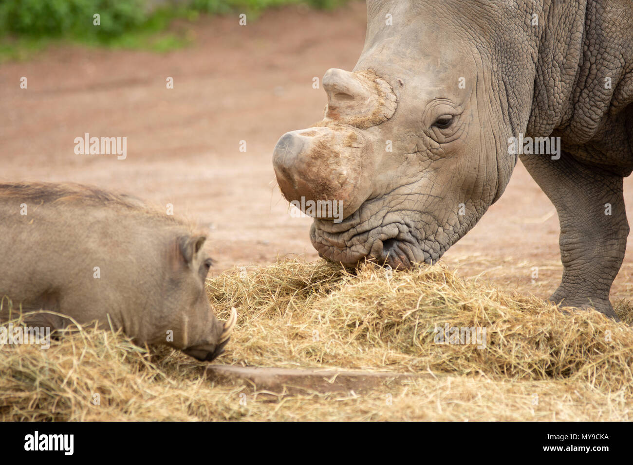 Rhino in Pairi Daiza zoo,Belgium Stock Photo