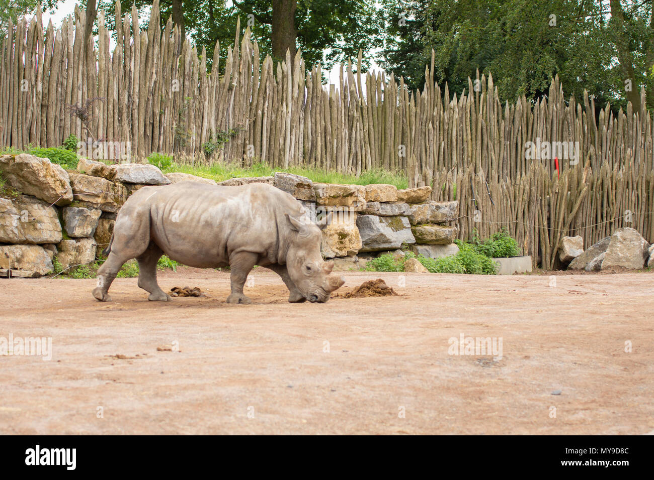 Rhino in Pairi Daiza zoo,Belgium Stock Photo