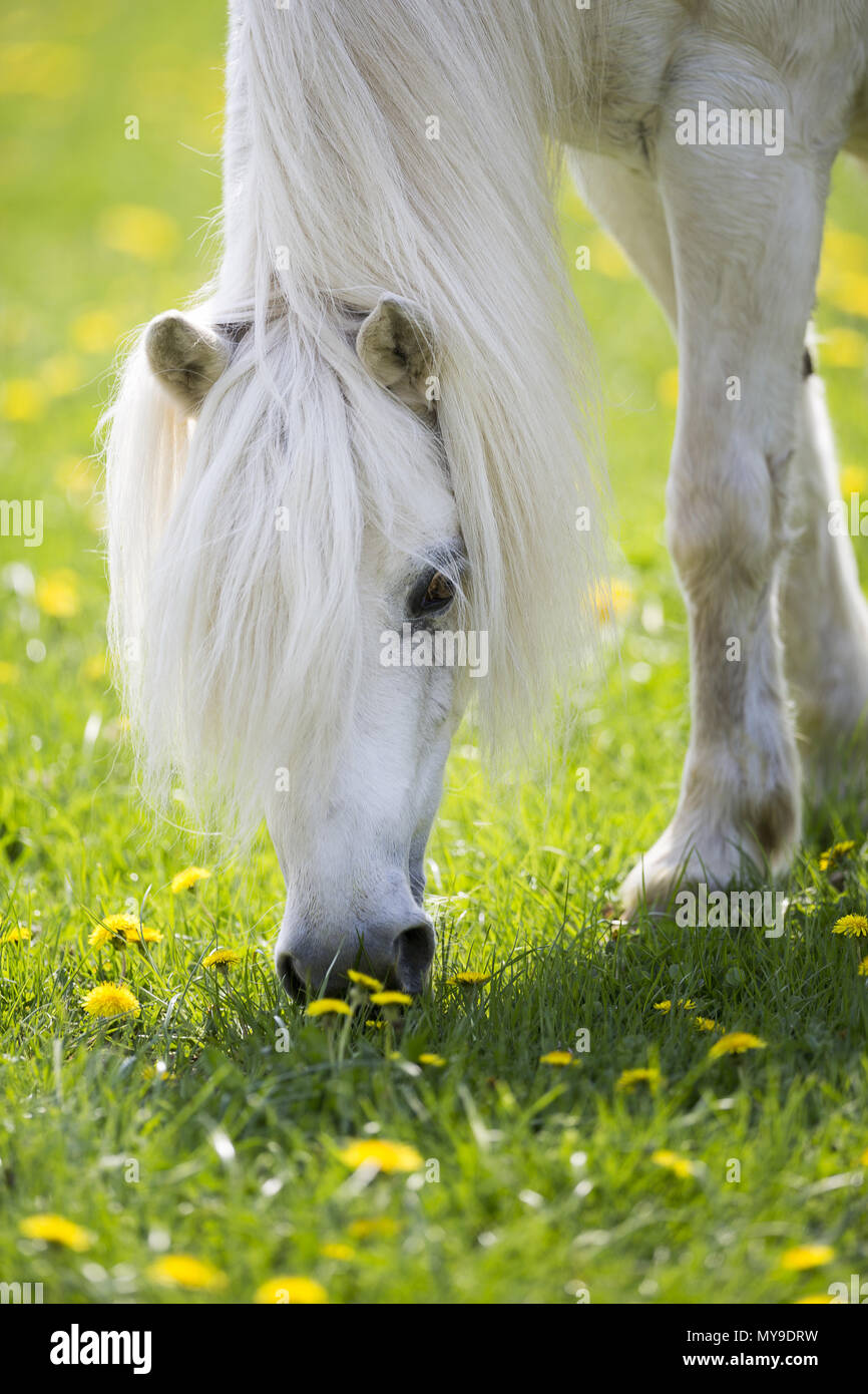 Shetland Pony. Portrait with gray mare grazing. Germany Stock Photo
