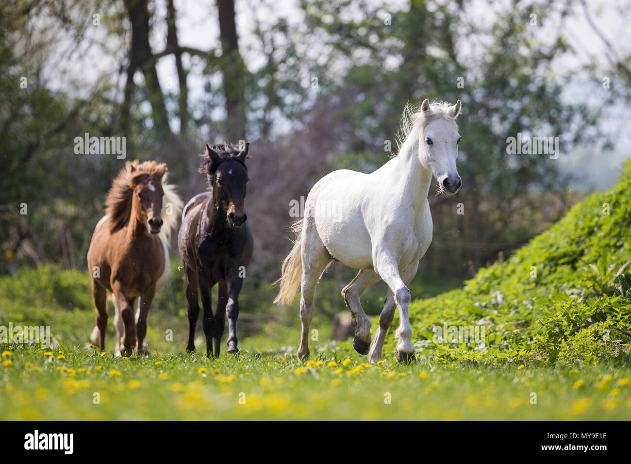Welsh Pony (Section B). Gray mares, weaner (German Riding Pony) and chestnut mare trotting on a pasture. Germany Stock Photo