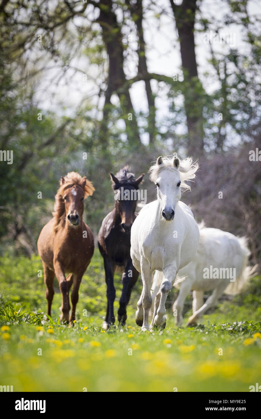 Welsh Pony (Section B). Gray mares, weaner (German Riding Pony) and chestnut mare galloping on a pasture. Germany Stock Photo