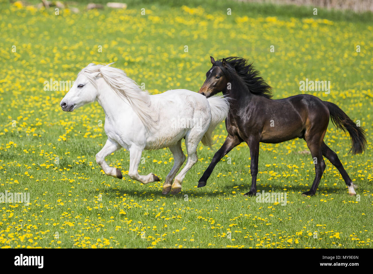 Welsh Pony (Section B). Gray mare and weaner (German Riding pony) galloping on a pasture. Germany Stock Photo