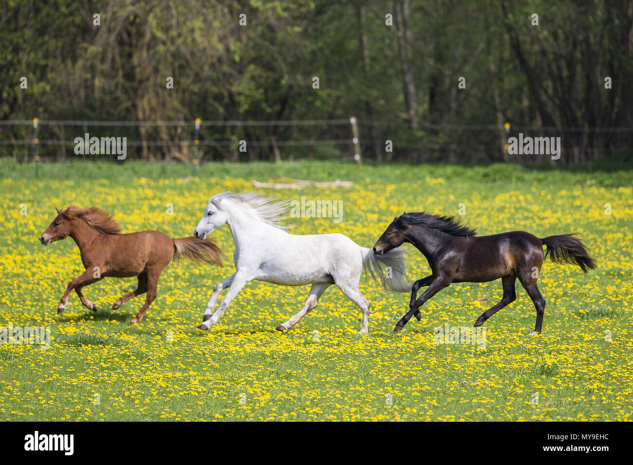 Welsh Pony (Section B). Gray mare, weaner (German Riding Pony) and chestnut mare galloping on a pasture. Germany Stock Photo