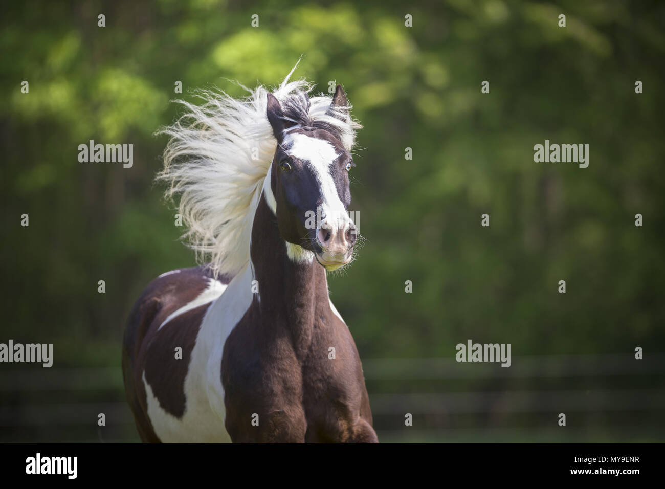 Pinto. Portrait of skewbald gelding with mane flowing. Germany Stock Photo