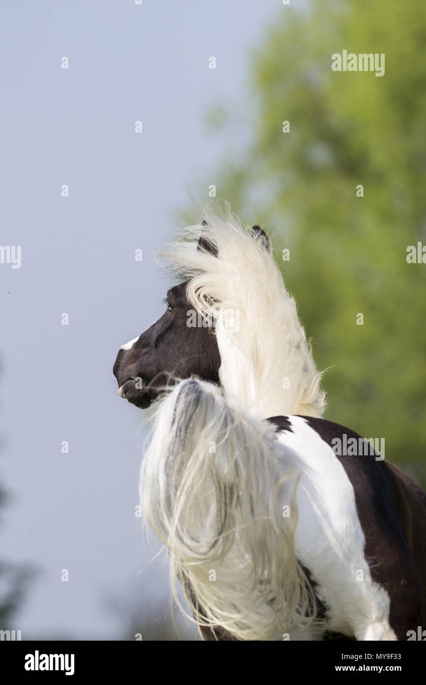 Pinto. Skewbald gelding galloping on a meadow, see from the rear. Germany Stock Photo