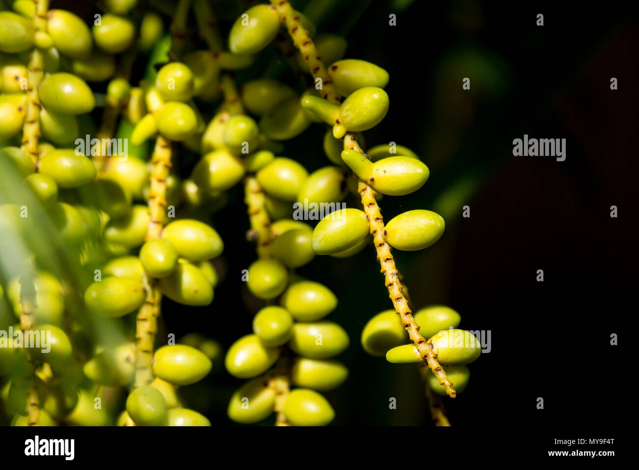 Close up of Green palm tree seed Stock Photo - Alamy