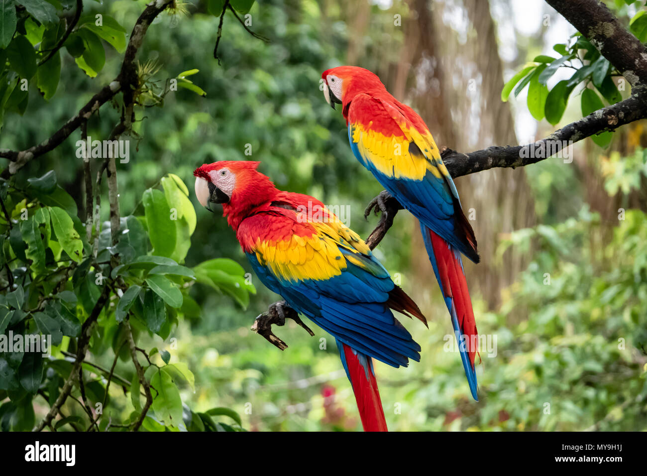 Pair of Scarlet Macaws (Ara macao cyanopterus) in Costa Rica Stock Photo