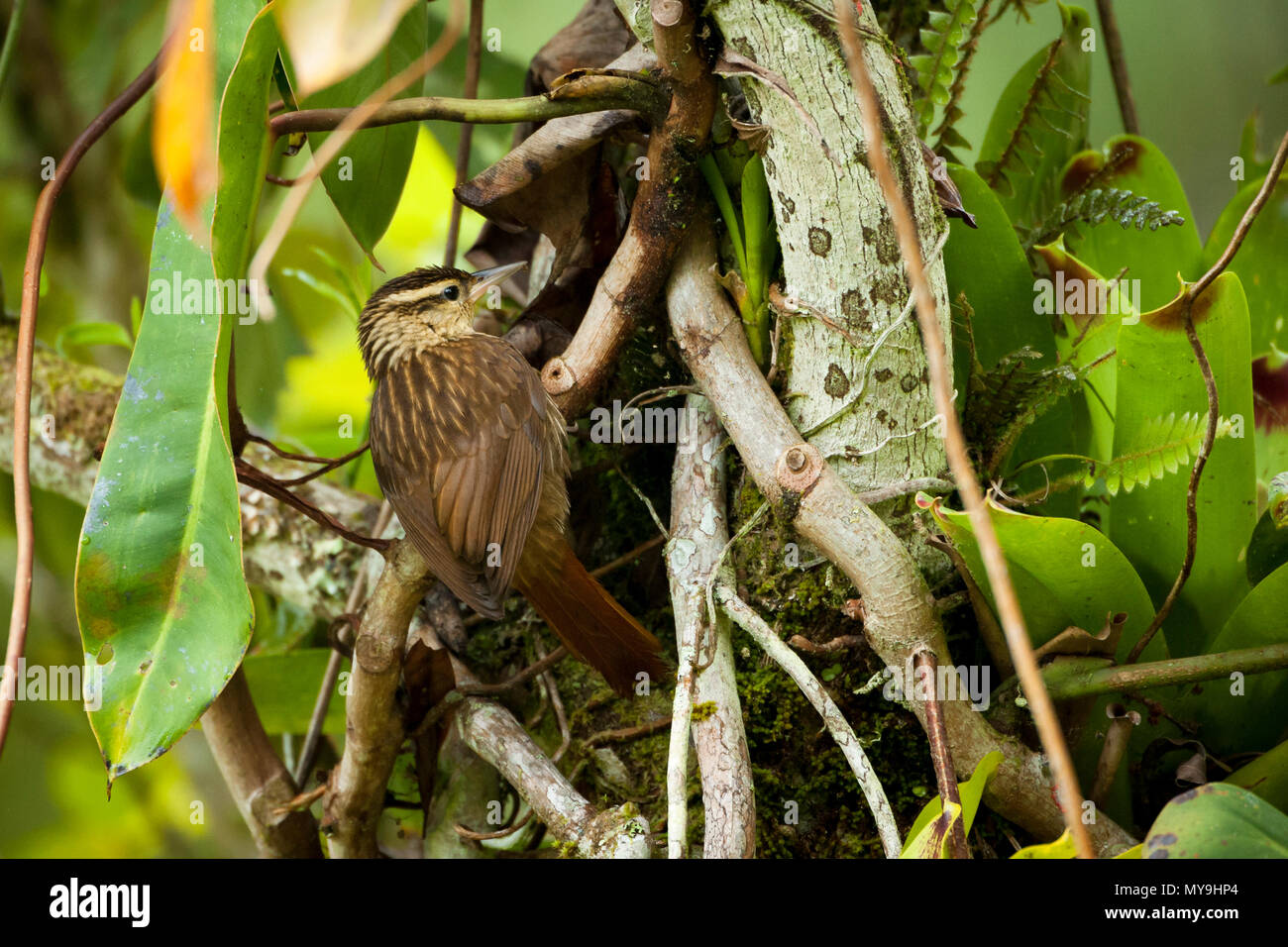Foraging For Insects High Resolution Stock Photography and Images - Alamy