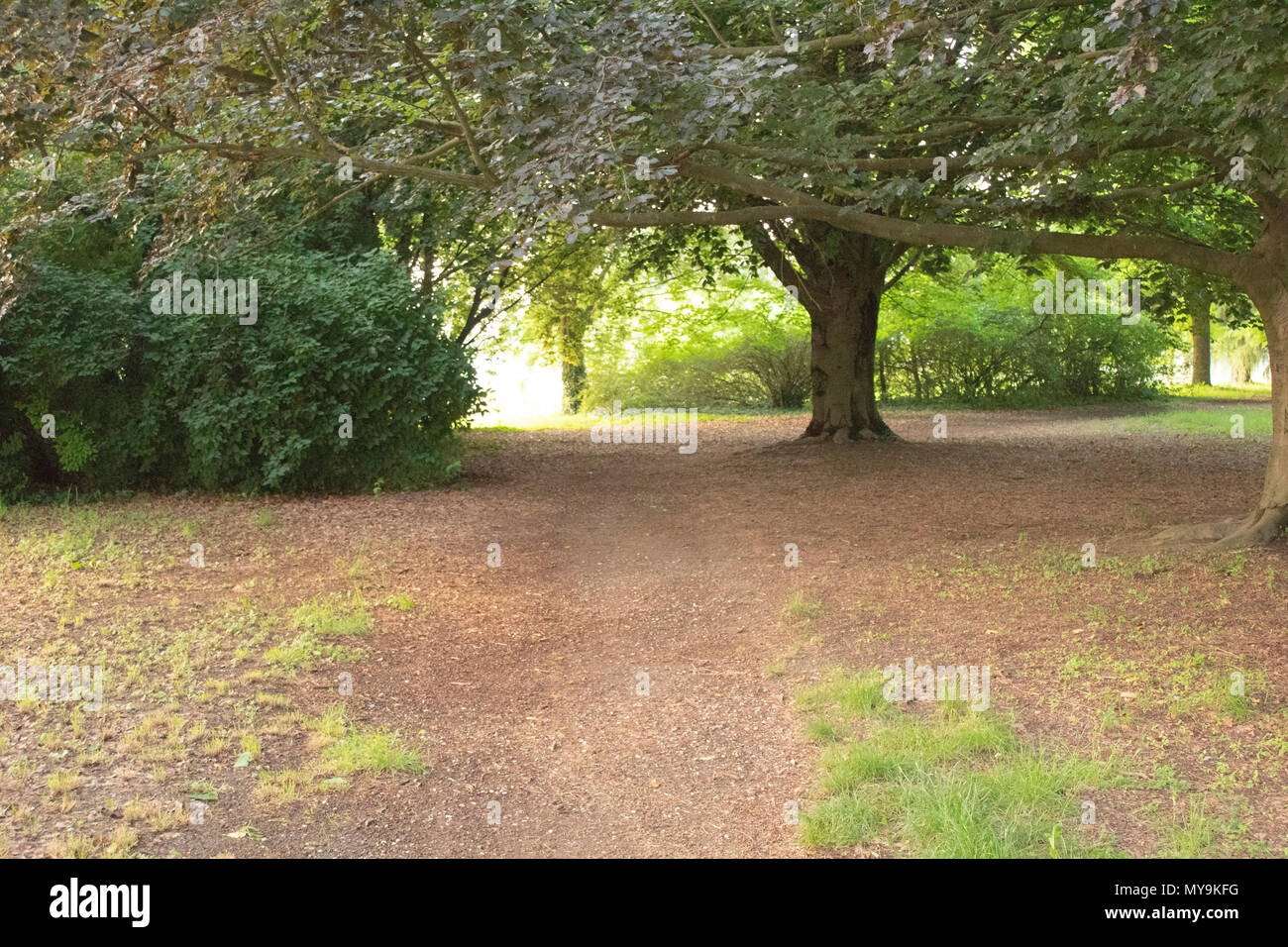 Green forest in summer Stock Photo - Alamy