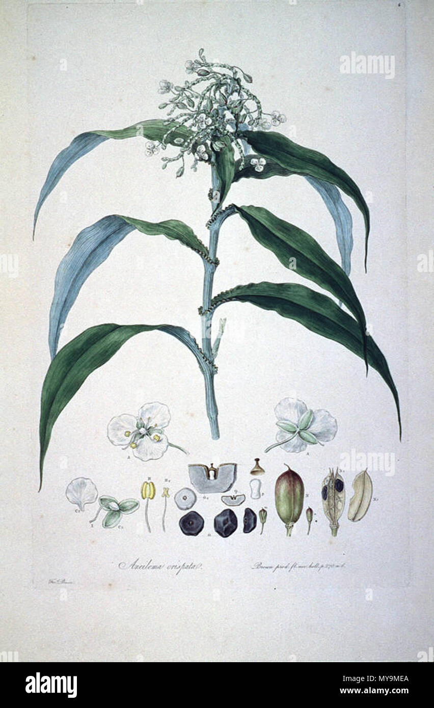 . This is a scan of Plate 6 from Ferdinand Bauer's Illustrationes Florae Novae Hollandiae. The plant featured is Pollia crispata, then known as Aneilema crispata. early 19th century. Ferdinand Bauer (1760–1826) 40 Aneilema crispata (Illustrationes Florae Novae Hollandiae plate 6) Stock Photo