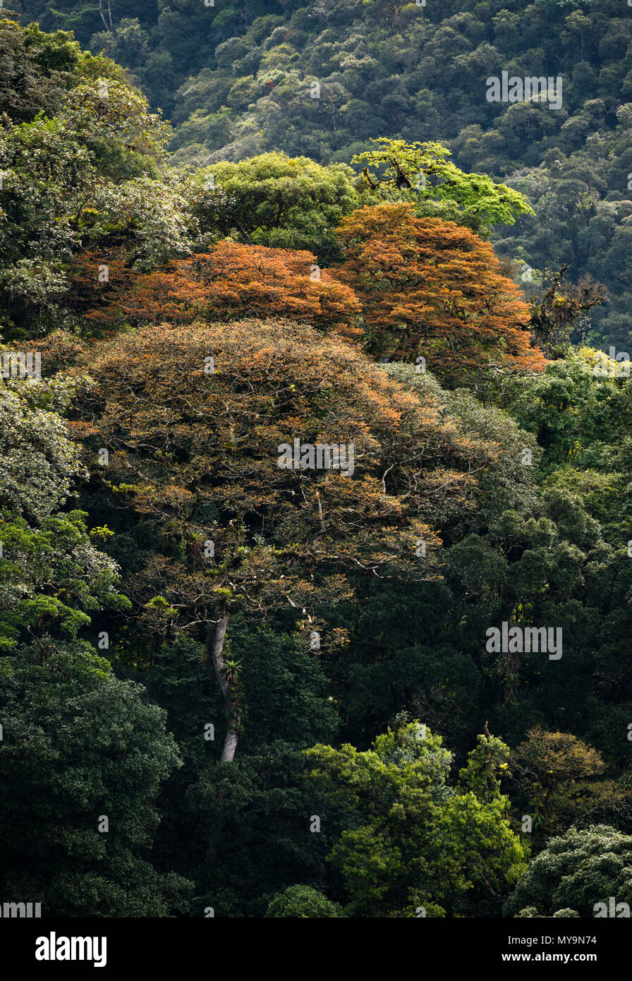 Big Jatobá trees (Hymenaea courbaril) with colorful new leaves, in primary Atlantic Rainforest of SE Brazil. Stock Photo
