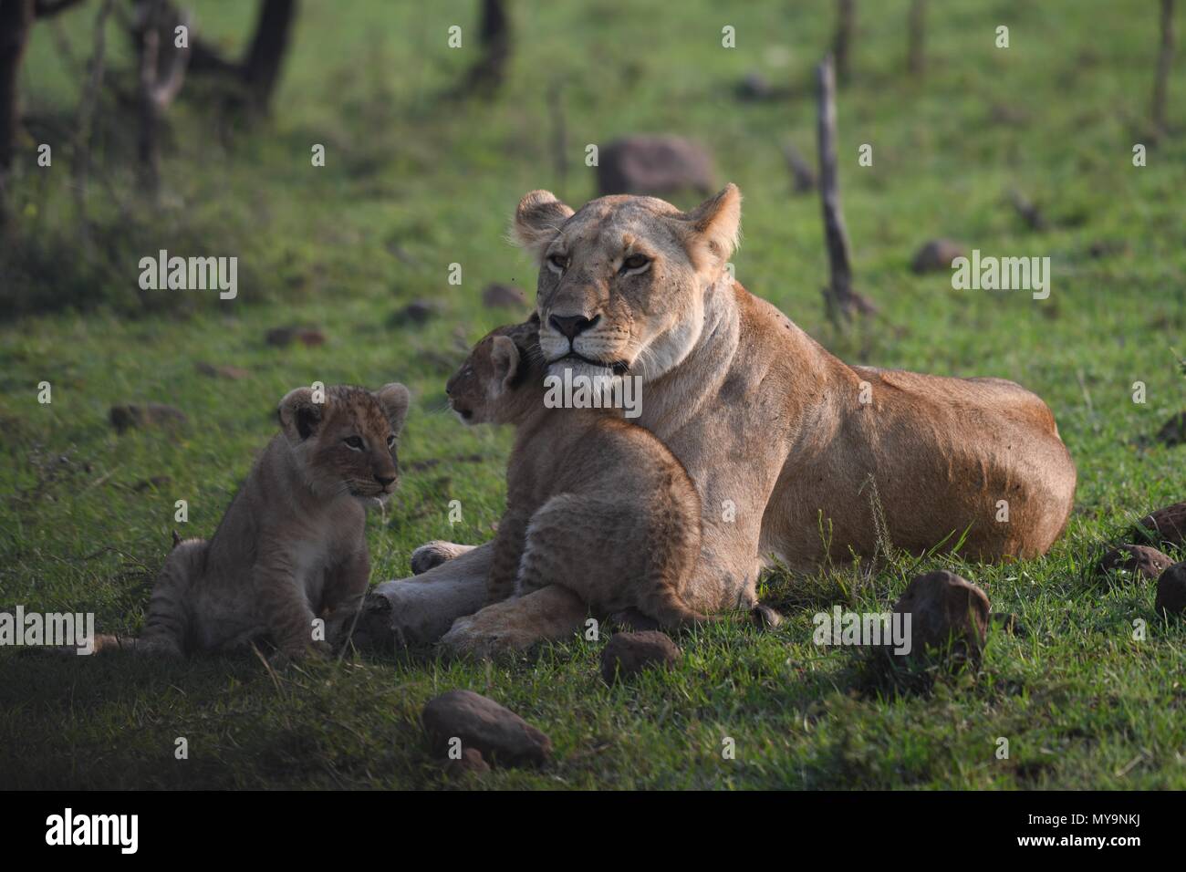 Lioness and 2 cubs resting on the Maasai Mara plains (Panthera leo ...