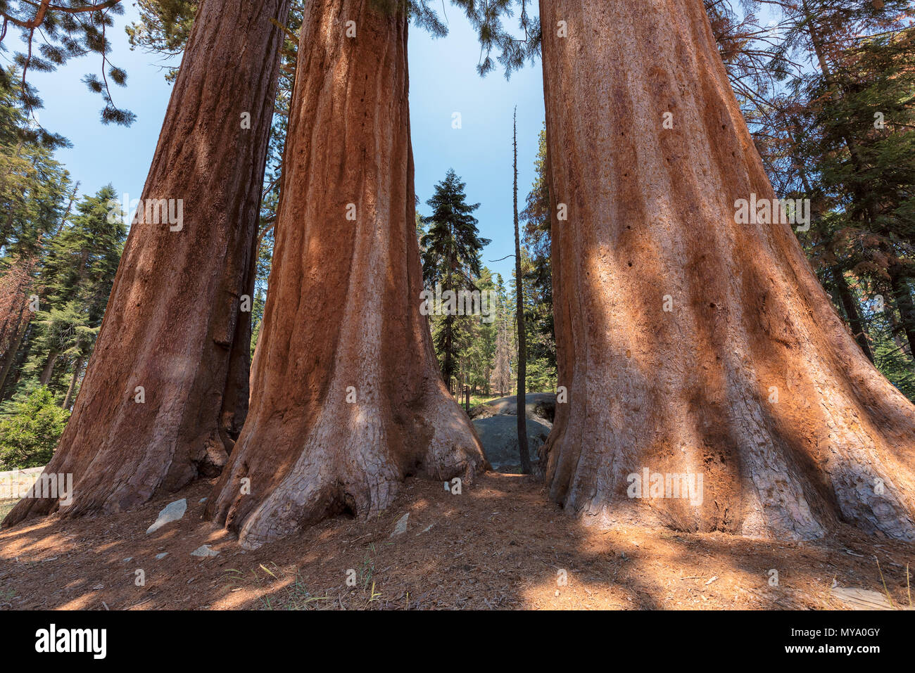 Giant Sequoia Trees Stock Photo Alamy