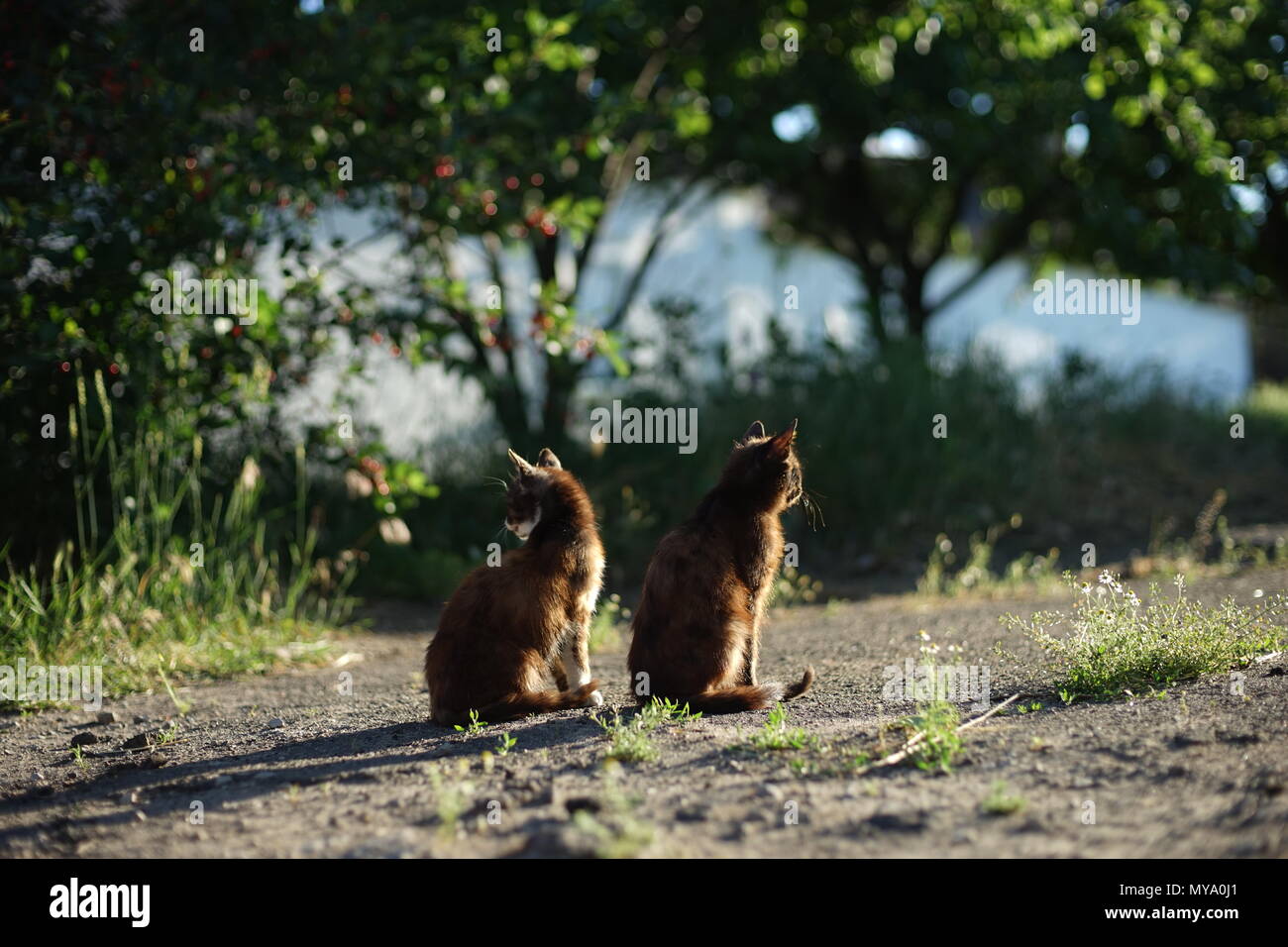 Two cats sunset hi-res stock photography and images - Alamy