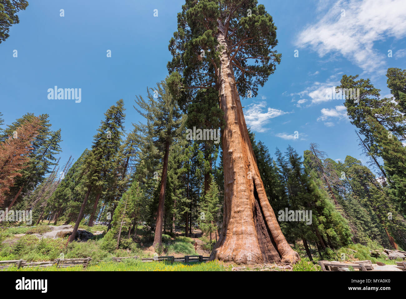Giant Sequoia Trees Stock Photo Alamy