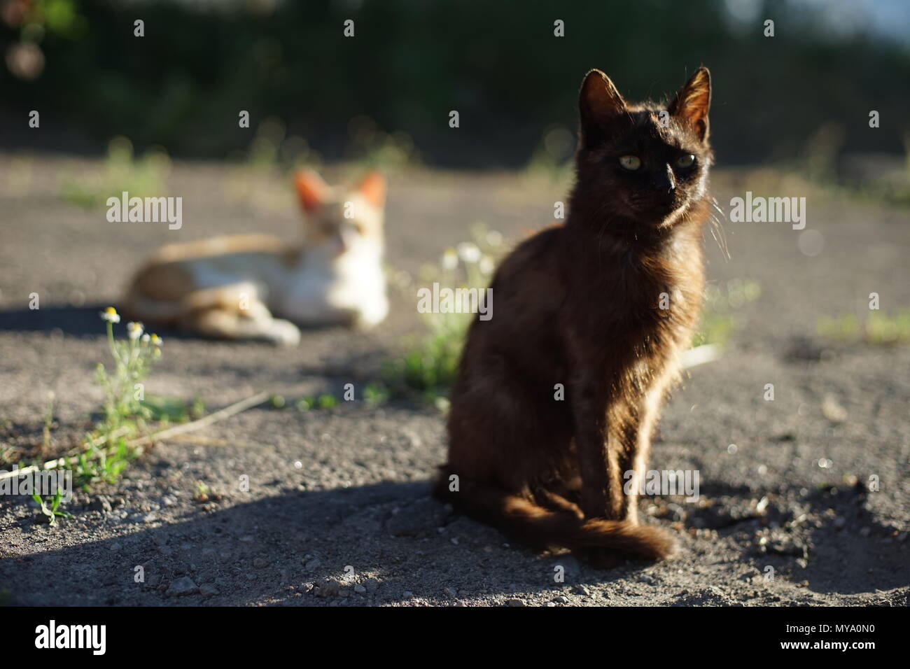 black cat in yard Stock Photo Alamy