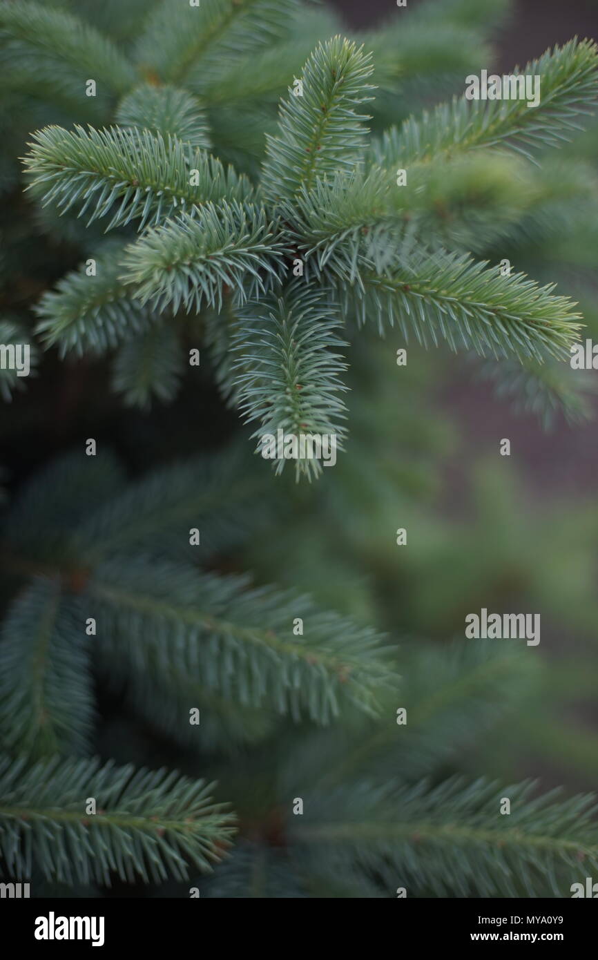 Spruce tree hi-res stock photography and images - Alamy