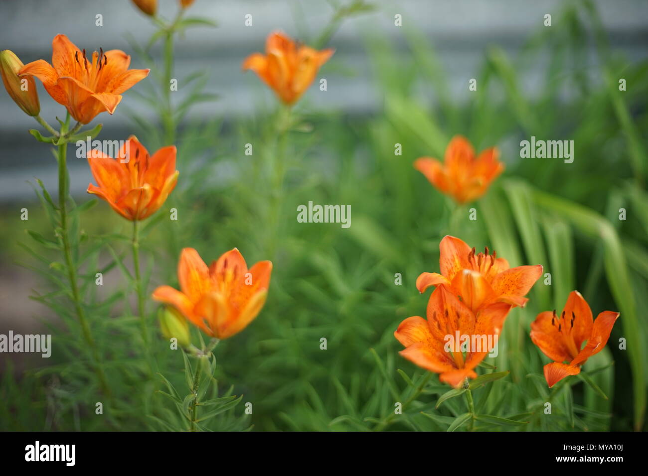 orange lily flowers grow in the garden Stock Photo Alamy